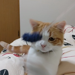 伊崎由美子ブリーダーからお迎えしたマンチカン：ひびきくん