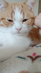 伊崎由美子ブリーダーからお迎えしたマンチカン：ひびきくん