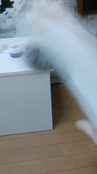 伊崎由美子ブリーダーからお迎えしたマンチカン：ひびきくん