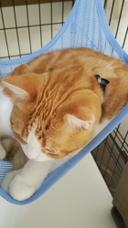 伊崎由美子ブリーダーからお迎えしたマンチカン：ひびきくん