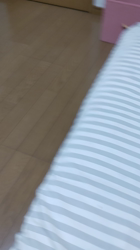 伊崎由美子ブリーダーからお迎えしたマンチカン：ひびきくん