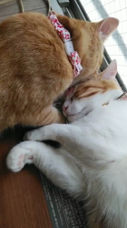 伊崎由美子ブリーダーからお迎えしたマンチカン：ひびきくん