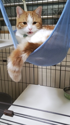 伊崎由美子ブリーダーからお迎えしたマンチカン：ひびきくん