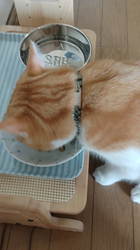 伊崎由美子ブリーダーからお迎えしたマンチカン：ひびきくん