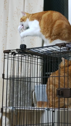 伊崎由美子ブリーダーからお迎えしたマンチカン：ひびきくん