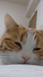 伊崎由美子ブリーダーからお迎えしたマンチカン：ひびきくん