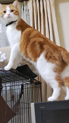 伊崎由美子ブリーダーからお迎えしたマンチカン：ひびきくん