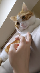 伊崎由美子ブリーダーからお迎えしたマンチカン：ひびきくん