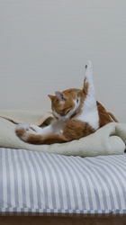 伊崎由美子ブリーダーからお迎えしたマンチカン：ひびきくん