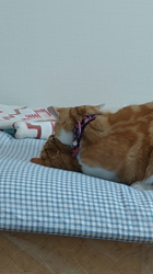 伊崎由美子ブリーダーからお迎えしたマンチカン：ひびきくん