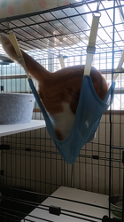 伊崎由美子ブリーダーからお迎えしたマンチカン：ひびきくん