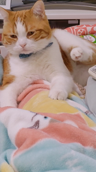 伊崎由美子ブリーダーからお迎えしたマンチカン：ひびきくん