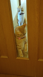 伊崎由美子ブリーダーからお迎えしたマンチカン：ひびきくん