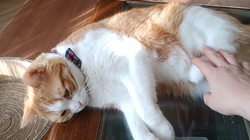 伊崎由美子ブリーダーからお迎えしたマンチカン：ひびきくん