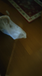 伊崎由美子ブリーダーからお迎えしたマンチカン：ひびきくん