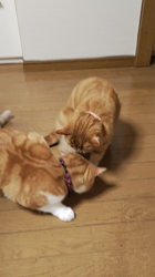 伊崎由美子ブリーダーからお迎えしたマンチカン：ひびきくん