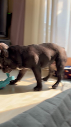 岩切麻梨香ブリーダーからお迎えしたフレンチブルドッグ：らいがくん