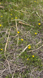 岩切麻梨香ブリーダーからお迎えしたフレンチブルドッグ：らいがくん