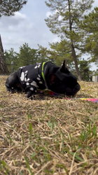 岩切麻梨香ブリーダーからお迎えしたフレンチブルドッグ：らいがくん