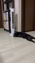 岩切麻梨香ブリーダーからお迎えしたフレンチブルドッグ：らいがくん