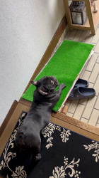 岩切麻梨香ブリーダーからお迎えしたフレンチブルドッグ：らいがくん