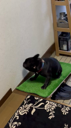 岩切麻梨香ブリーダーからお迎えしたフレンチブルドッグ：らいがくん