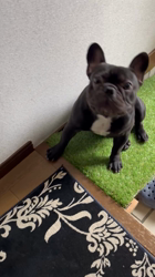 岩切麻梨香ブリーダーからお迎えしたフレンチブルドッグ：らいがくん