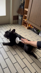 岩切麻梨香ブリーダーからお迎えしたフレンチブルドッグ：らいがくん