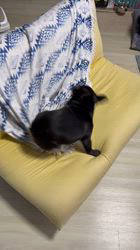 岩切麻梨香ブリーダーからお迎えしたフレンチブルドッグ：らいがくん