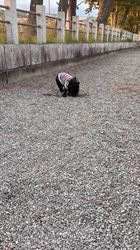 岩切麻梨香ブリーダーからお迎えしたフレンチブルドッグ：らいがくん