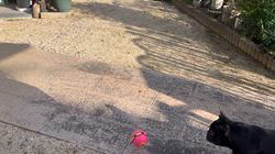 岩切麻梨香ブリーダーからお迎えしたフレンチブルドッグ：らいがくん