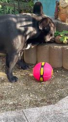 岩切麻梨香ブリーダーからお迎えしたフレンチブルドッグ：らいがくん