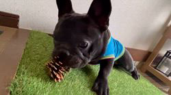 岩切麻梨香ブリーダーからお迎えしたフレンチブルドッグ：らいがくん