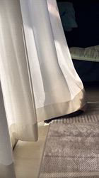 岩切麻梨香ブリーダーからお迎えしたフレンチブルドッグ：らいがくん