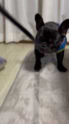 岩切麻梨香ブリーダーからお迎えしたフレンチブルドッグ：らいがくん