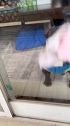 岩切麻梨香ブリーダーからお迎えしたフレンチブルドッグ：らいがくん