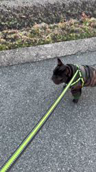 岩切麻梨香ブリーダーからお迎えしたフレンチブルドッグ：らいがくん