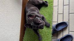 岩切麻梨香ブリーダーからお迎えしたフレンチブルドッグ：らいがくん