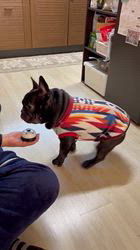 岩切麻梨香ブリーダーからお迎えしたフレンチブルドッグ：らいがくん