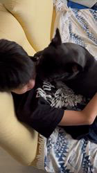 岩切麻梨香ブリーダーからお迎えしたフレンチブルドッグ：らいがくん