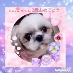 吉澤なおみブリーダーからお迎えしたミニチュアダックスフンド(ロング)：ライムくん