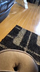 前野幹子ブリーダーからお迎えしたミヌエット：くるみちゃん