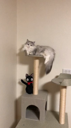 前野幹子ブリーダーからお迎えしたミヌエット：くるみちゃん