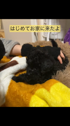 長谷川尚子ブリーダーからお迎えしたトイプードル：うりぼうくん