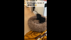 長谷川尚子ブリーダーからお迎えしたトイプードル：うりぼうくん