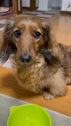 宮崎京子ブリーダーからお迎えしたミニチュアダックスフンド(ロング)：こむぎちゃん