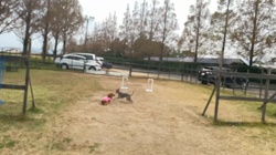 宮崎京子ブリーダーからお迎えしたミニチュアダックスフンド(ロング)：くるみちゃん