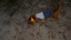 宮崎京子ブリーダーからお迎えしたミニチュアダックスフンド(ロング)：くるみちゃん