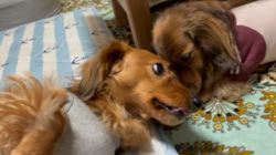 宮崎京子ブリーダーからお迎えしたミニチュアダックスフンド(ロング)：こむ&くーちゃん