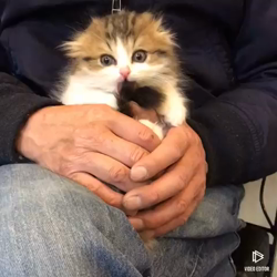 今松澄江ブリーダーからお迎えしたスコティッシュフォールド：心々(ここ)くん